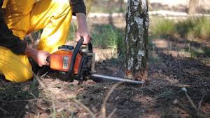 Best Tree Preservation Services  in Albany, WI