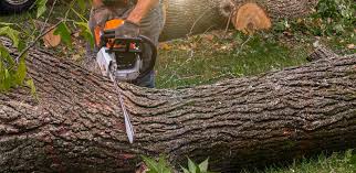 How Our Tree Care Process Works  in  Albany, WI