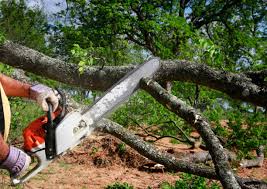 Best Emergency Tree Removal  in Albany, WI