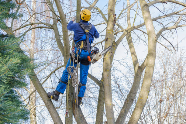 Best Arborist Consultation Services  in Albany, WI