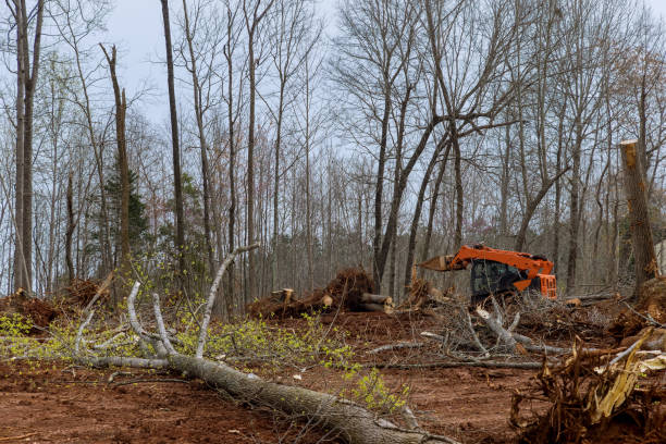 Best Tree Disease Treatment  in Albany, WI