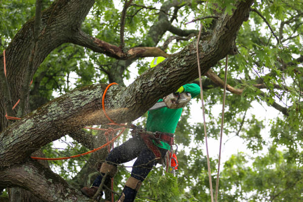 Best Root Management and Removal  in Albany, WI