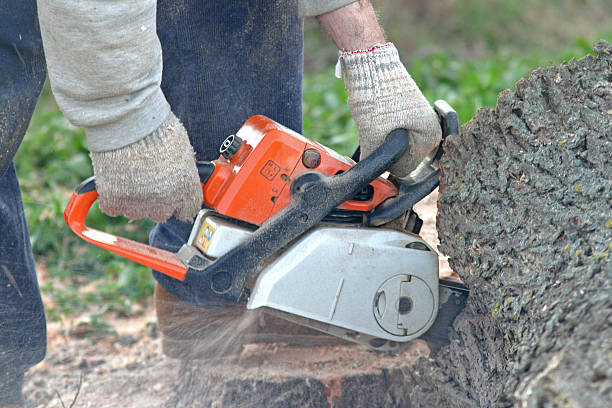 Best Commercial Tree Services  in Albany, WI