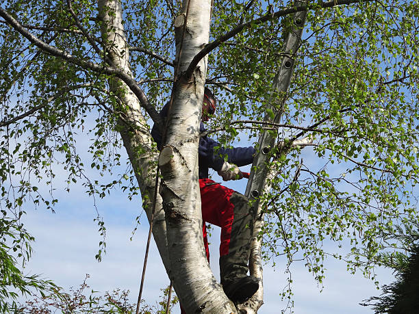 Best Tree Health Inspection  in Albany, WI