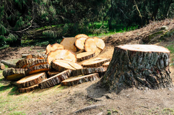 Trusted Albany, WI Tree Services Experts